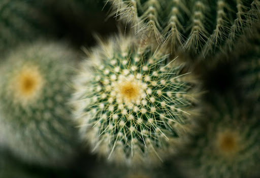 summer cleaning challenges pollen